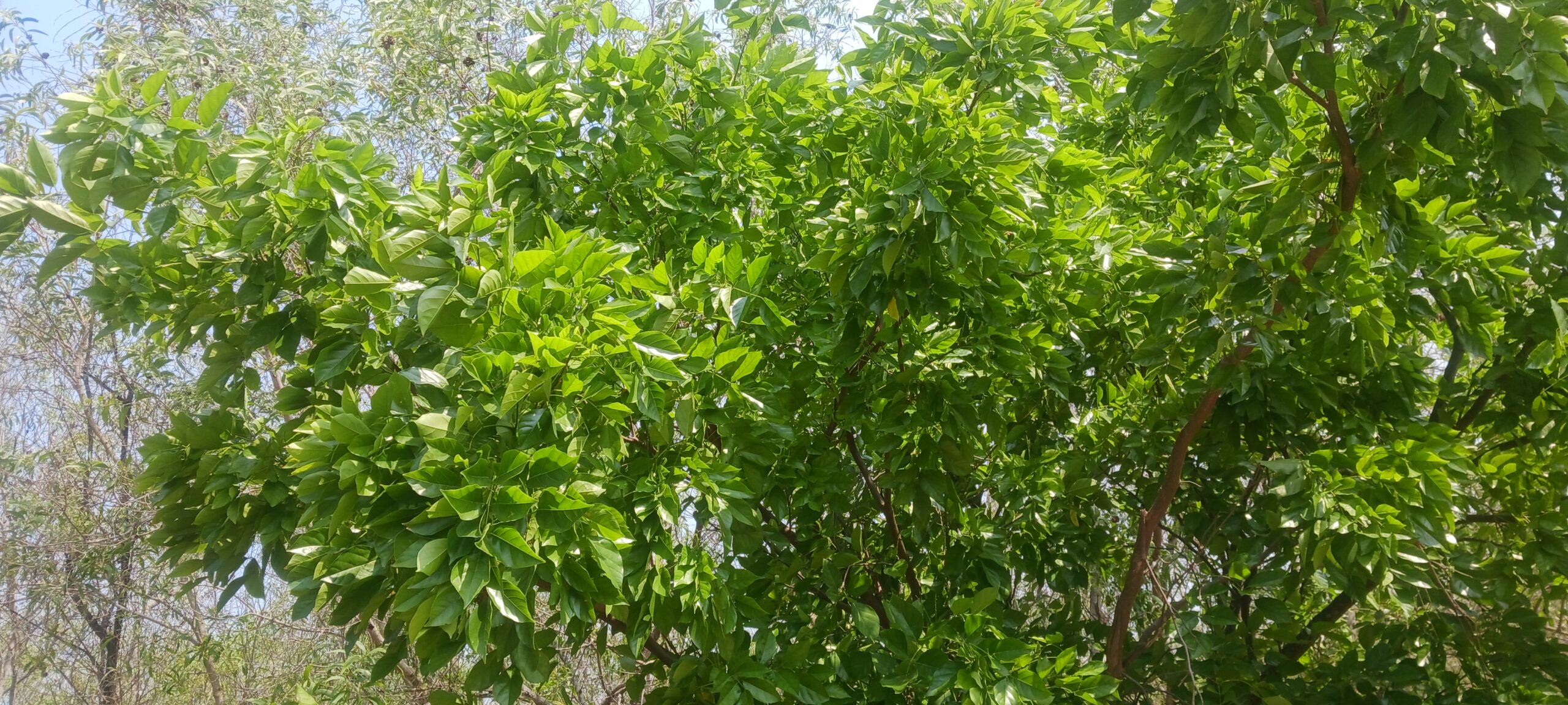 Pongamia pinnata