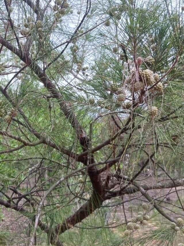 Interesting facts about Casuarina Plant