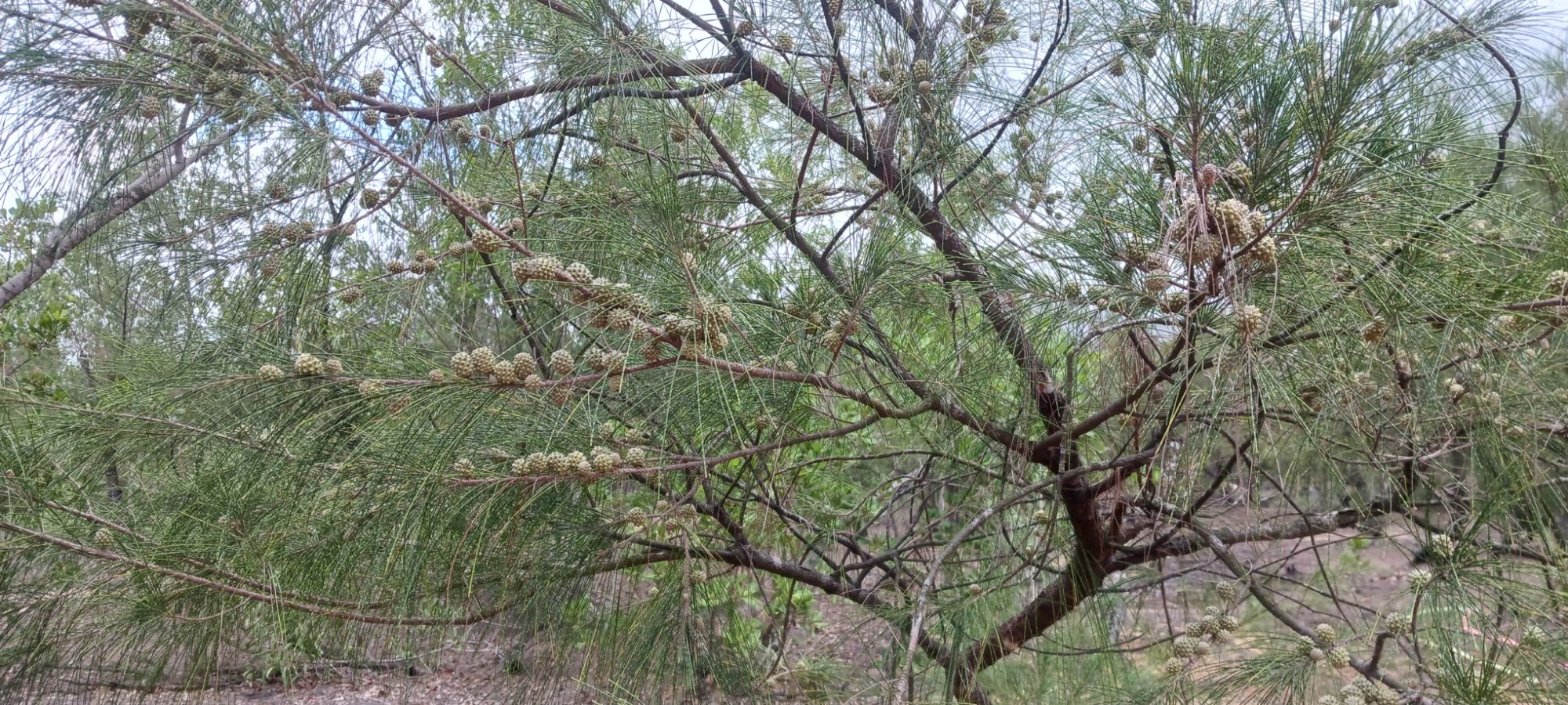 Casuarina equisetifolia