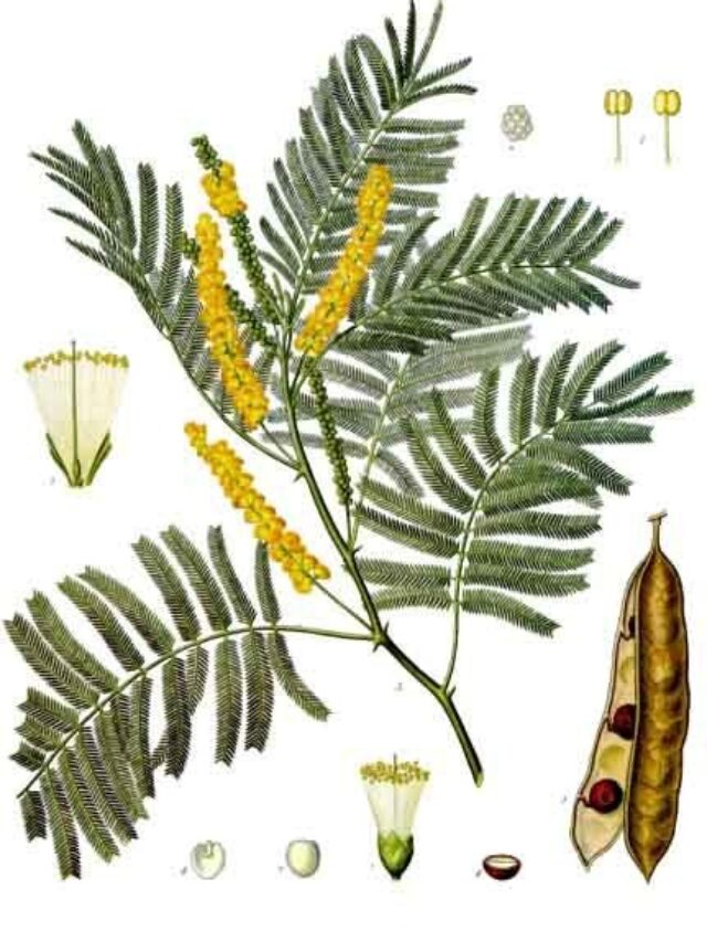 Medicinal benifit of khaira plant